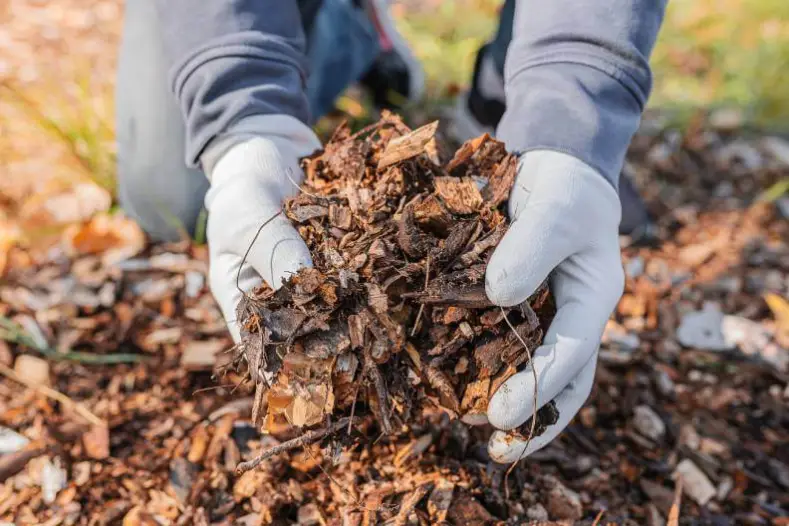 What Does Mulch Do Toronto, ON