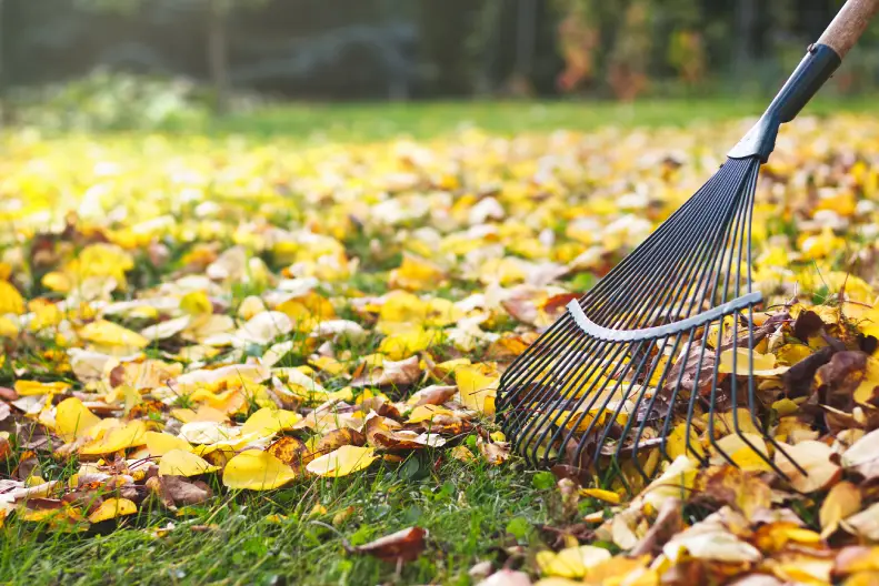 How to Clean A Backyard Toronto, ON